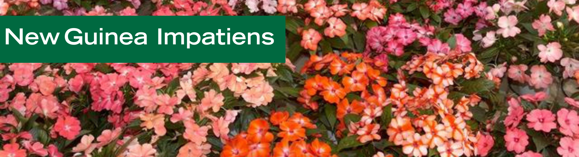New Guinea Impatiens