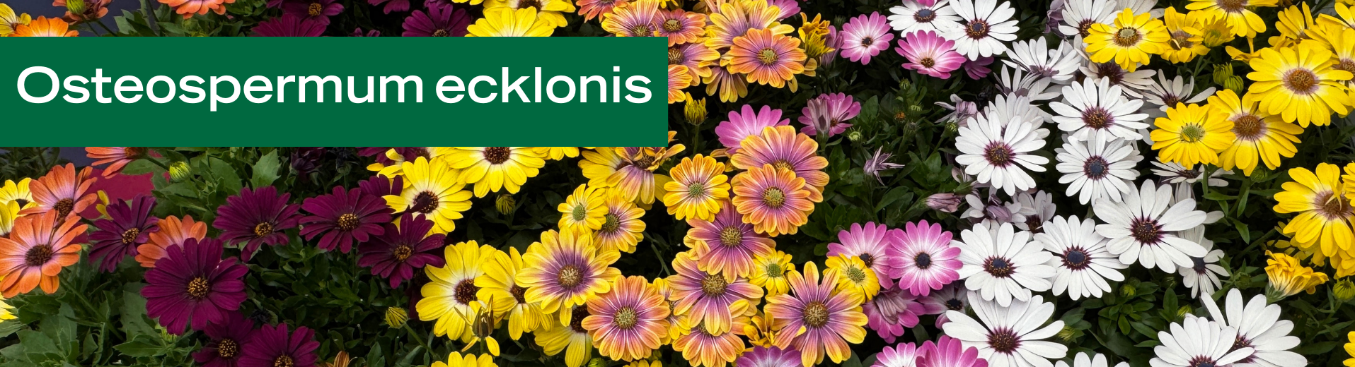 Osteospermum ecklonis