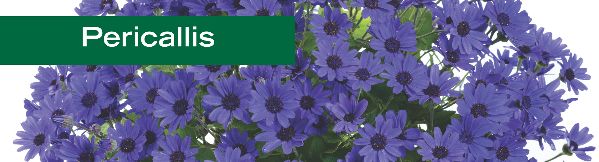 Pericallis