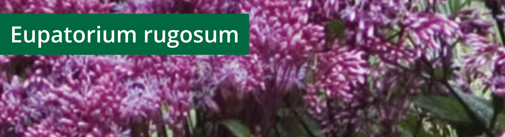 Eupatorium rugosum
