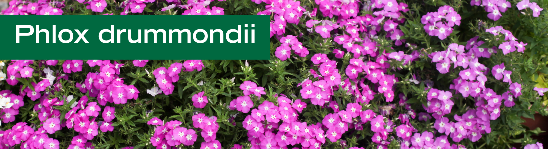 Phlox drummondii