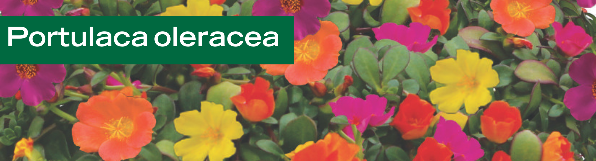 Portulaca oleracea