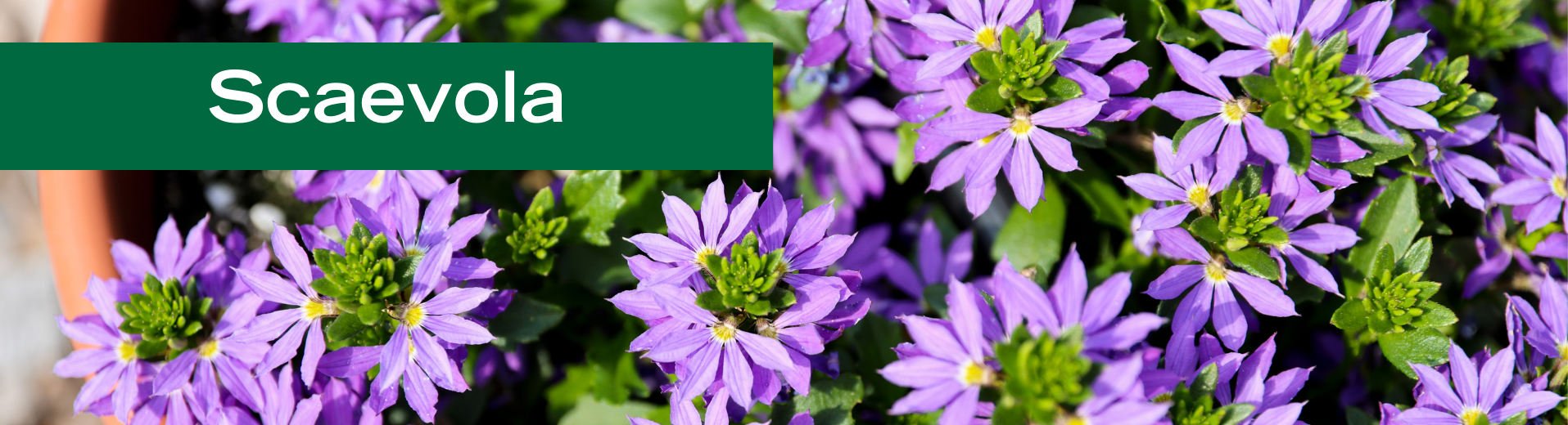 Scaevola