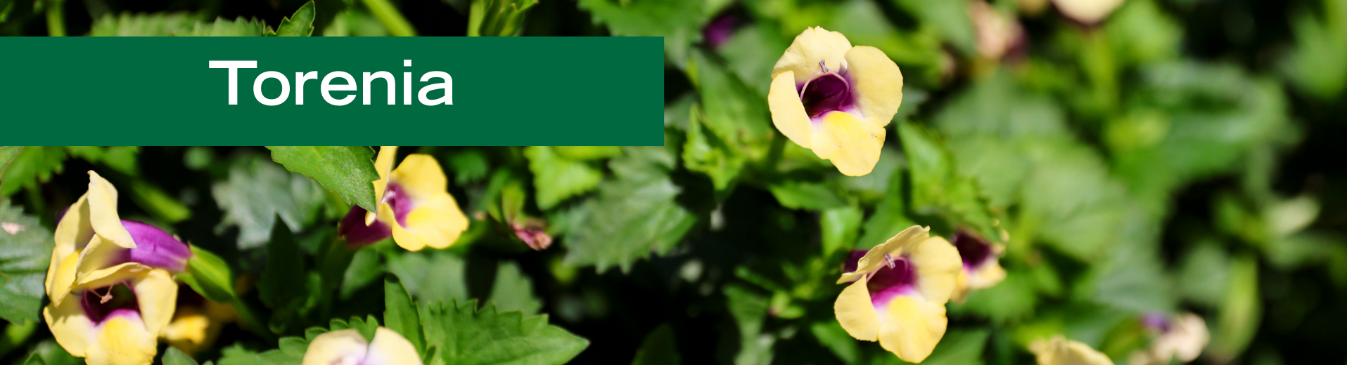 Torenia