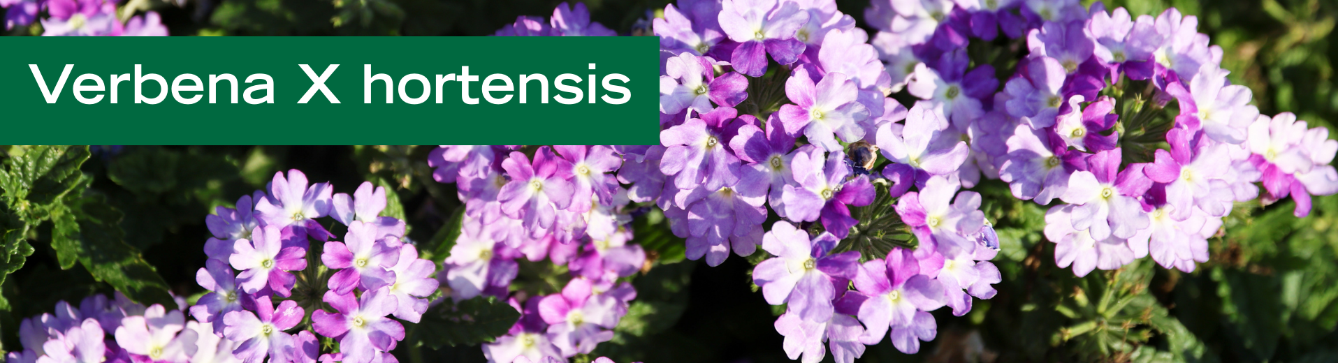 Verbena X hortensis