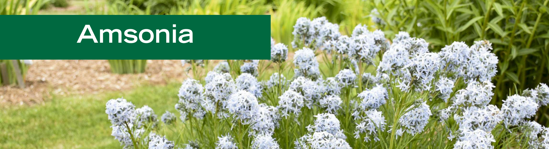 Amsonia