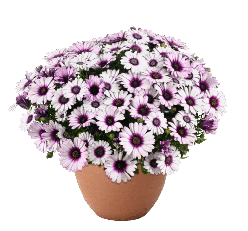 Besties Playful Bicolor Purple