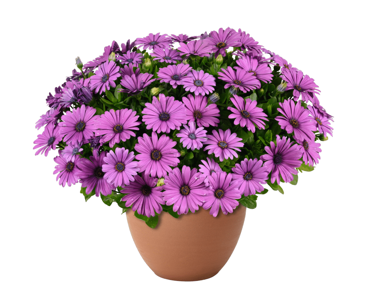 Besties Vivid Violet