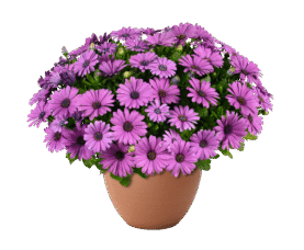 Besties Vivid Violet
