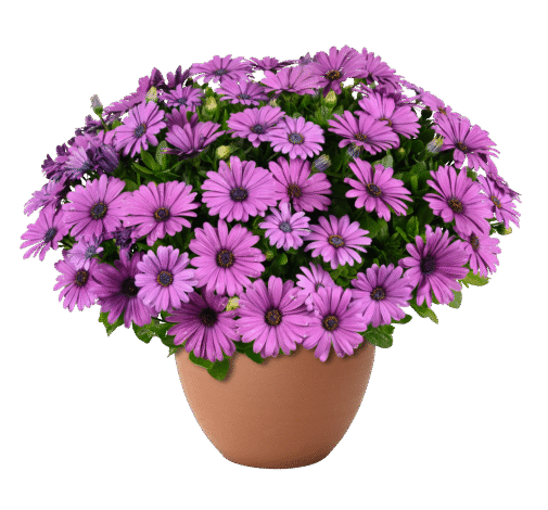 Besties Vivid Violet
