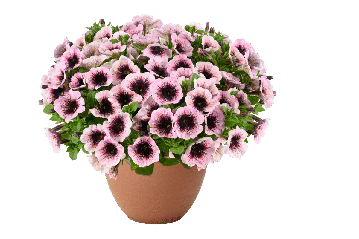 Capella Pinked