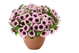 Capella Pinked