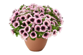 Capella Pinked