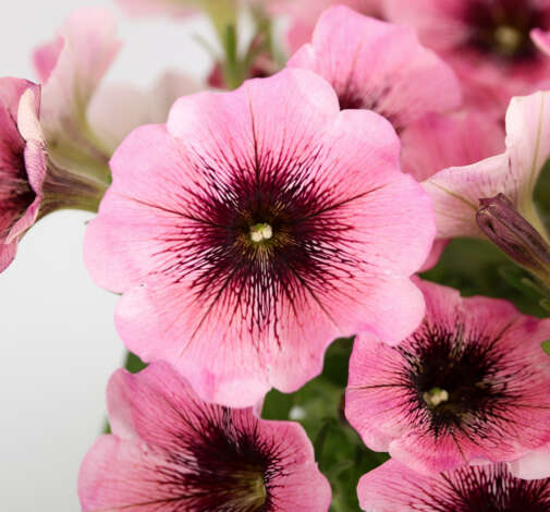 Capella Pinked