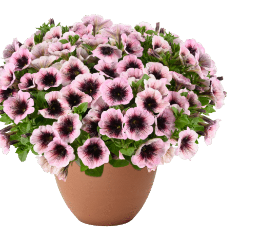 Capella Pinked