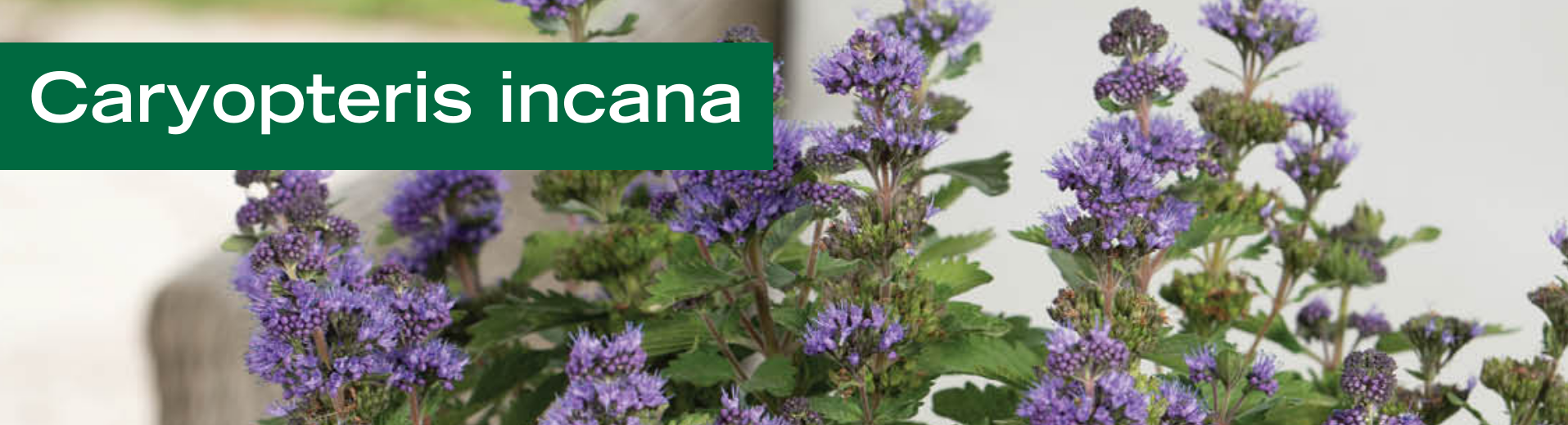 Caryopteris incana
