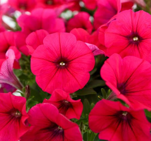 Cascadias Fuchsia Imp.