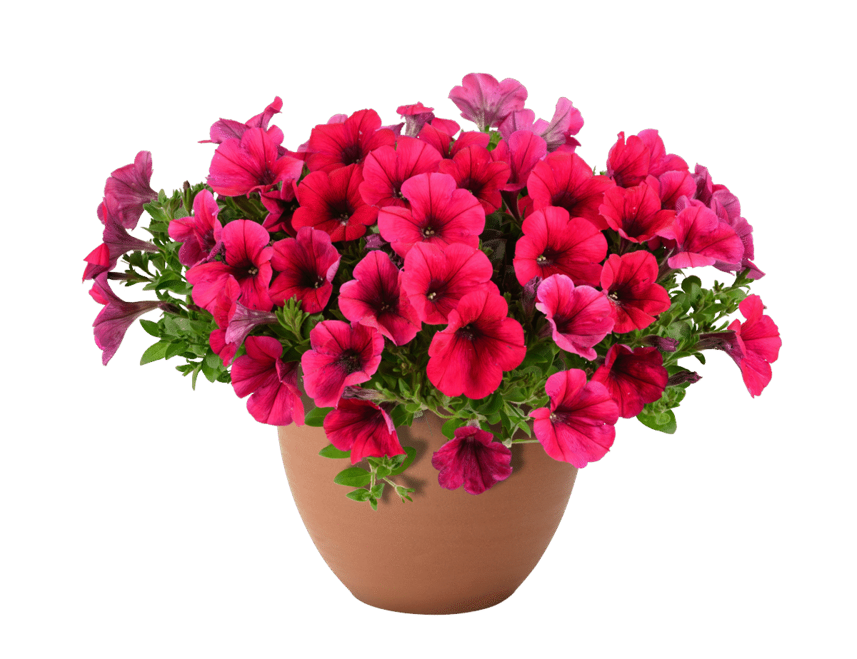 Cascadias Fuchsia Imp.