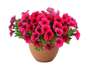 Cascadias Fuchsia Imp.