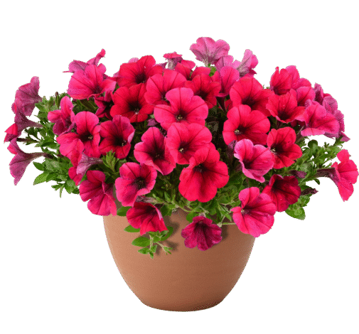 Cascadias Fuchsia Imp.