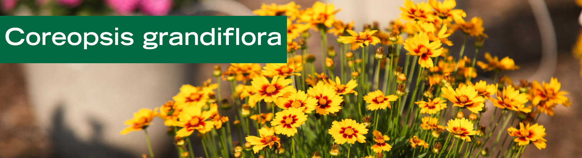 Coreopsis grandiflora