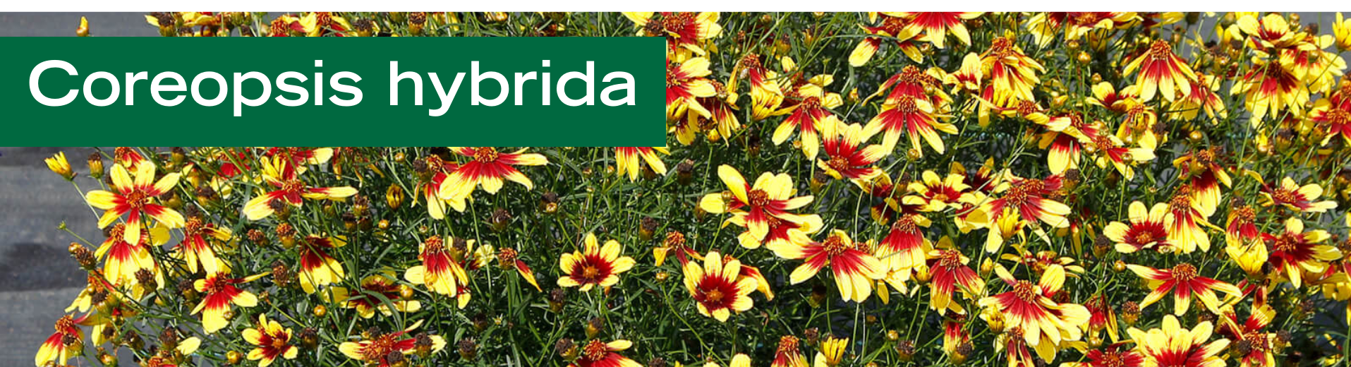 Coreopsis hybrida