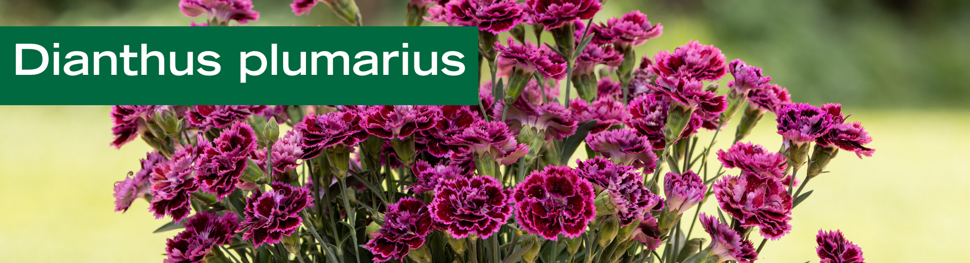 Dianthus plumarius