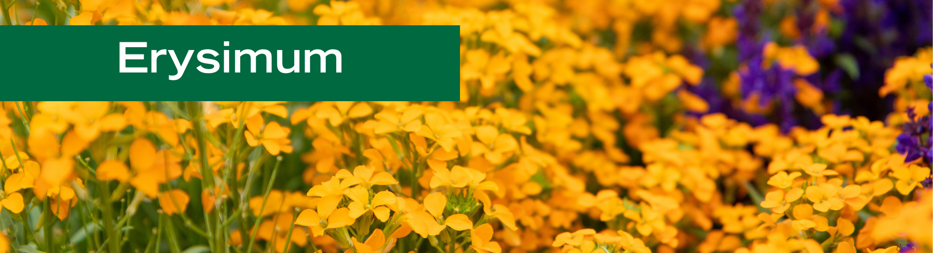 Erysimum
