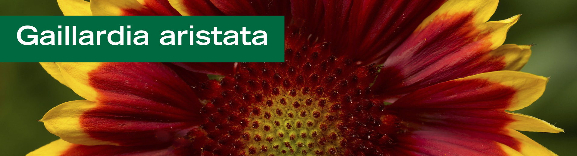 Gaillardia aristata