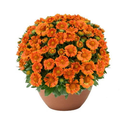 GUSTO™  Orange Zest