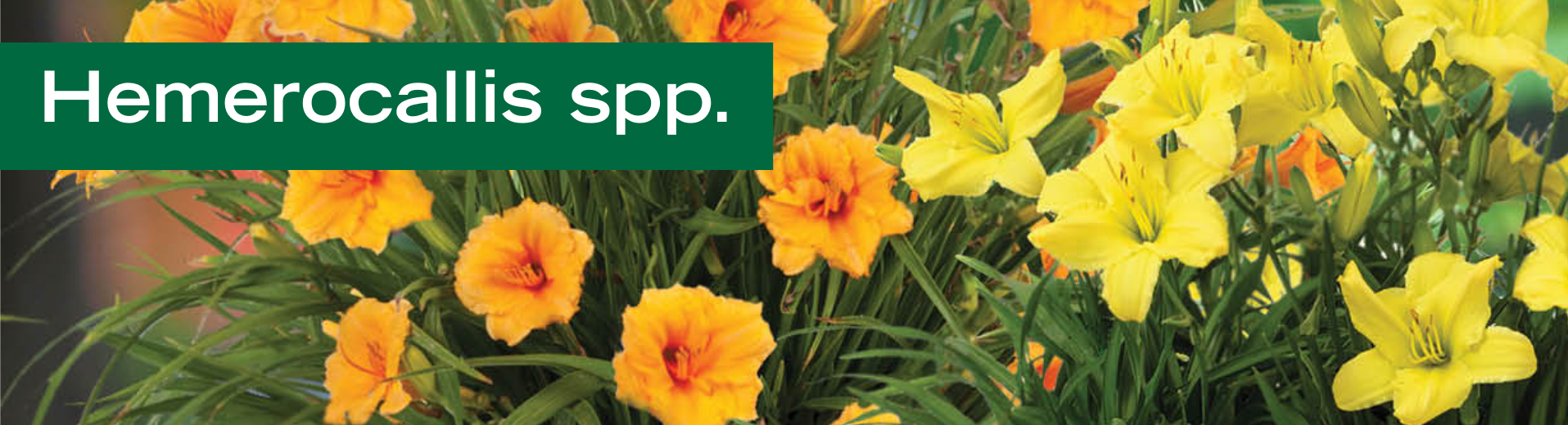 Hemerocallis spp