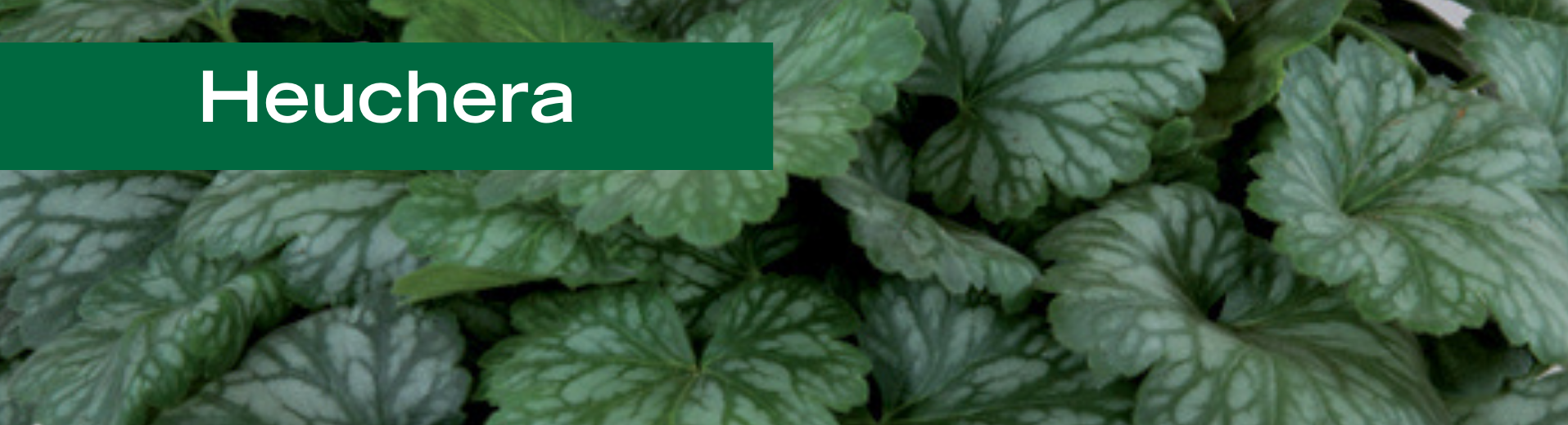 Heuchera