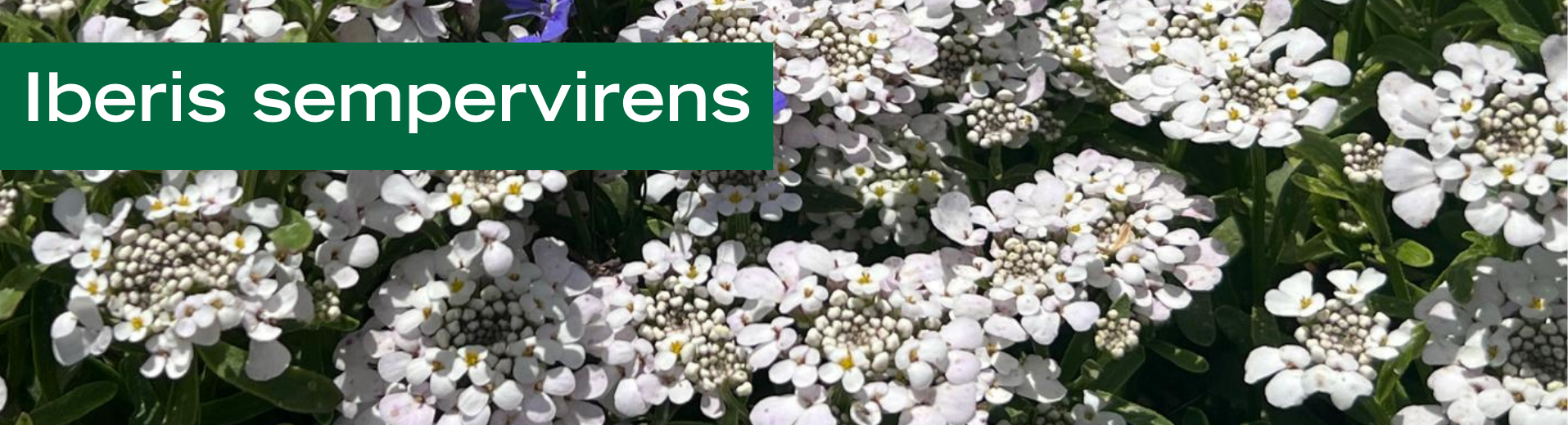Iberis sempervirens