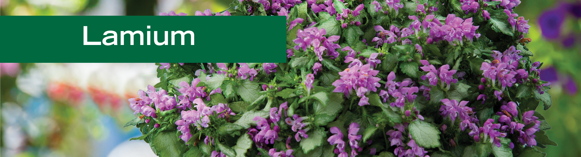 Lamium