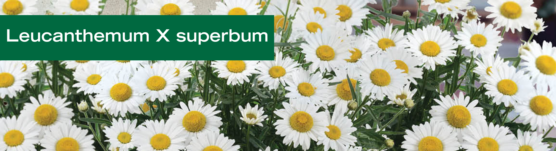 Leucanthemum X superbum