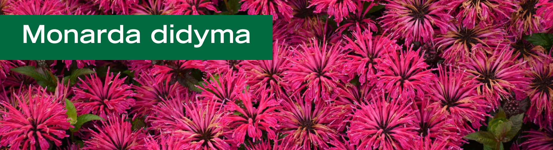 Monarda didyma