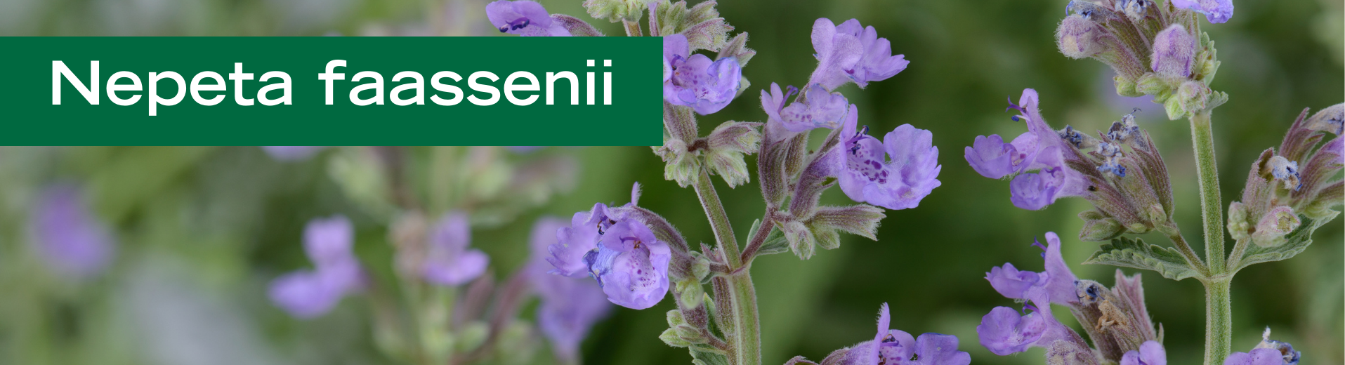 Nepeta faassenii