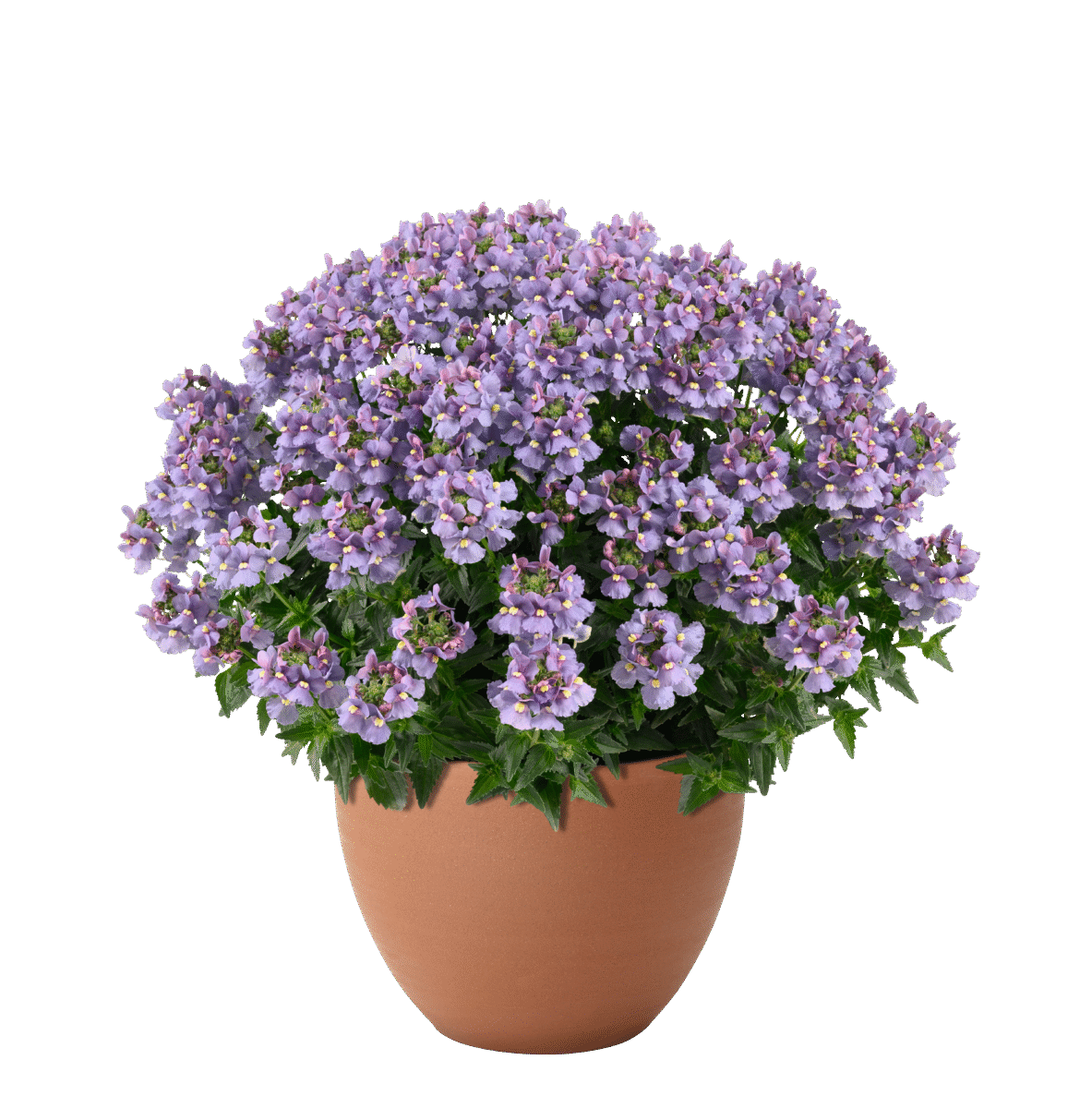 Nesia Arctic Blue