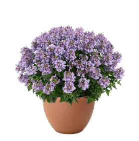 Nesia Arctic Blue