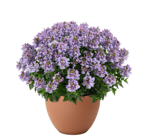 Nesia Arctic Blue