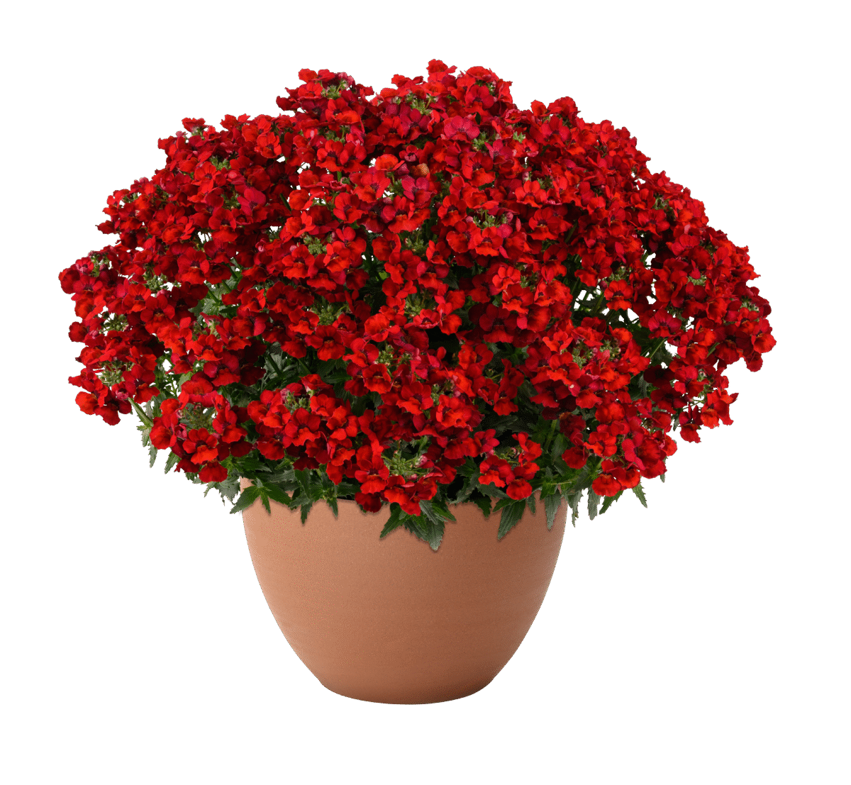 Nesia Hot Red