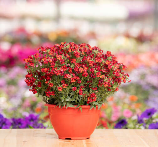 Nesia Hot Red
