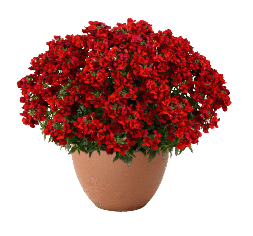 Nesia Hot Red