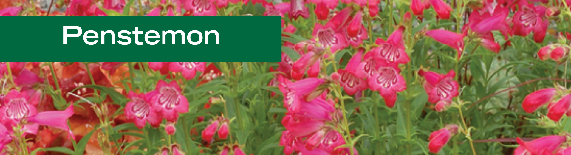 Penstemon