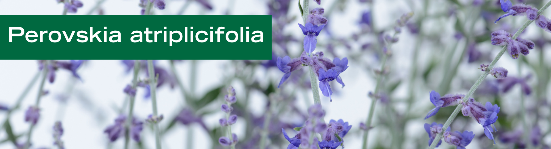 Perovskia atriplicifolia