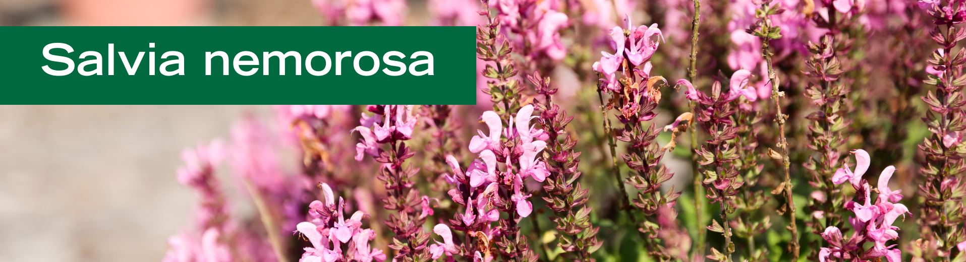 Salvia nemorosa