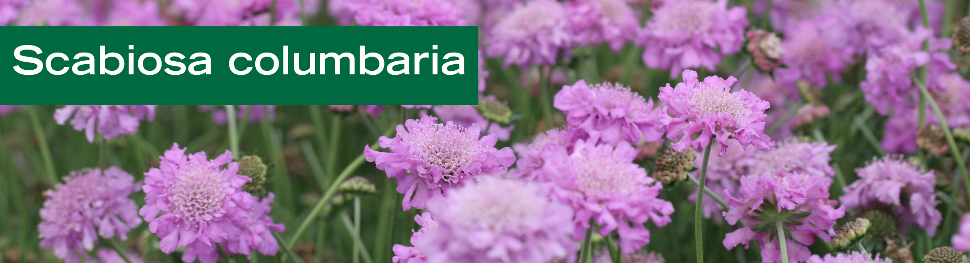 Scabiosa columbaria