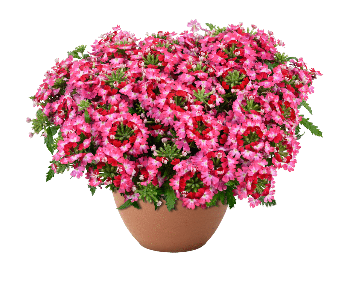 Vanessa Compact Bicolor Red
