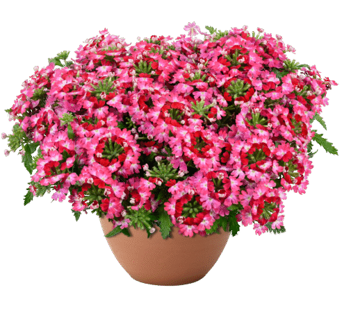 Vanessa Compact Bicolor Red