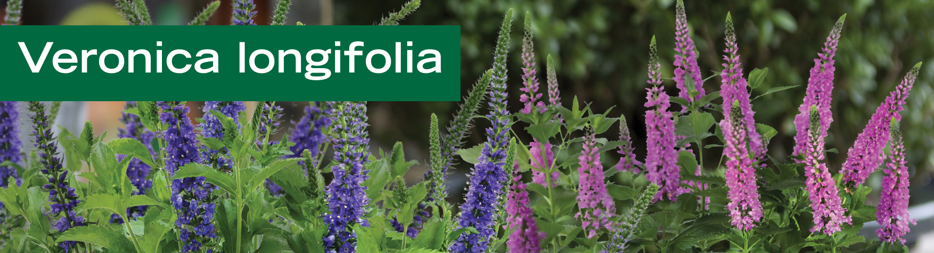 Veronica longifolia